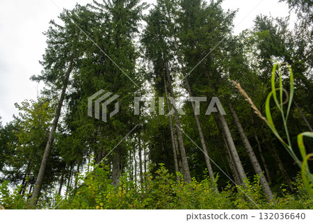 Tall Alpine Trees Seen from Below, Majestic Forest Perspective 132036640