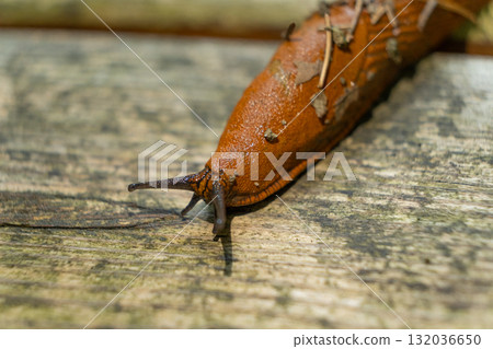 Detailed Macro of Slug in Forest Ecosystem, Wildlife Close-Up 132036650