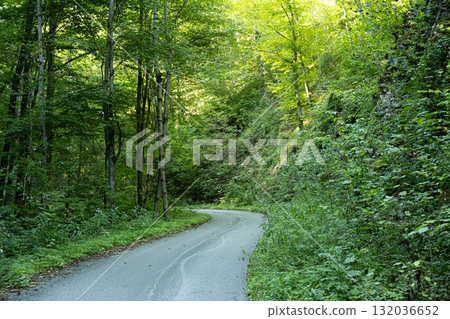 Trail in Summer Mountain Forest. Peaceful Path Through Green Nature Trail in Summer Mountain Forest. Peaceful Path Through Green Nature 132036652