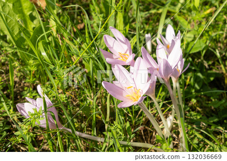 Colchicum alpinum Flower in Alpine Meadow 132036669