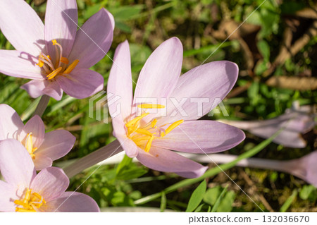Colchicum alpinum Flower in Alpine Meadow Colchicum alpinum Flower in Alpine Meadow 132036670