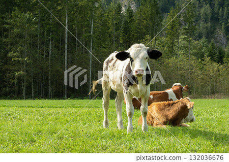 Happy alpine cows resting in meadow, space for text. 132036676