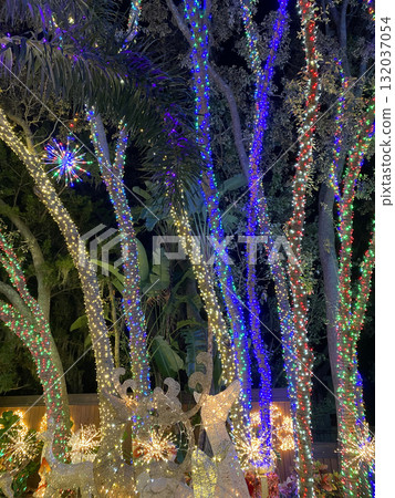 Tall trees wrapped in colorful lights shine above glowing reindeer figures. The outdoor scene sparkles with joy, beauty, and festive atmosphere. 132037054