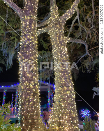 Two tall trees are wrapped with glowing golden Christmas lights shining in the dark. The festive illumination creates a warm and magical holiday scene. 132037092