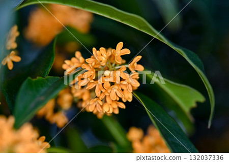 桂花開了 132037336