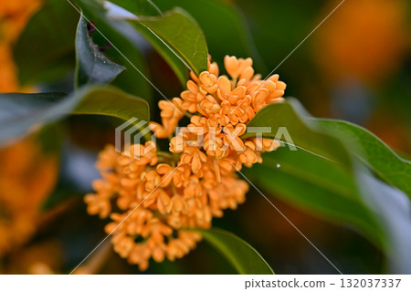 桂花開了 132037337