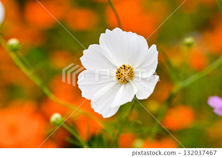 秋天盛開的白色波斯菊花 秋天盛開的白色波斯菊花 132037467