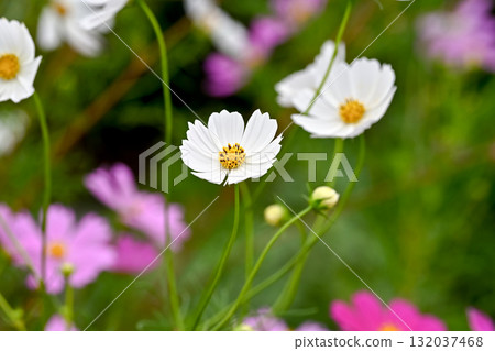 秋天盛開的白色波斯菊花 秋天盛開的白色波斯菊花 132037468