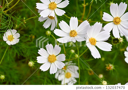 秋天盛開的白色波斯菊花 秋天盛開的白色波斯菊花 132037470
