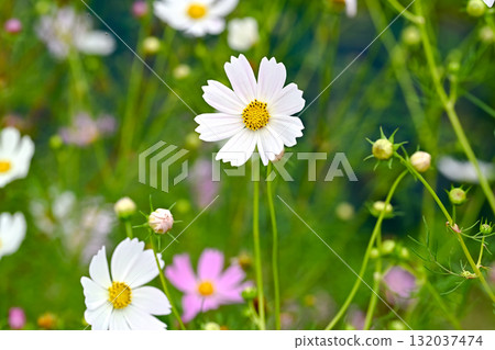 White cosmos flowers blooming in autumn White cosmos flowers blooming in autumn 132037474