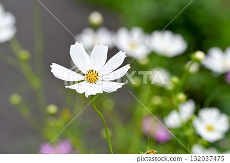 White cosmos flowers blooming in autumn White cosmos flowers blooming in autumn 132037475