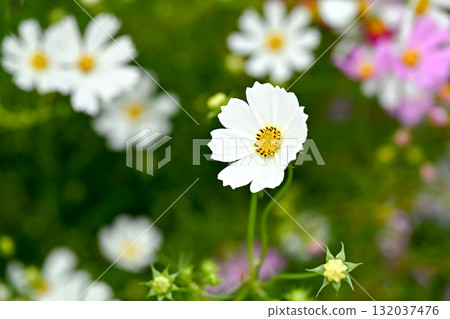 White cosmos flowers blooming in autumn White cosmos flowers blooming in autumn 132037476