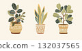 Botanical illustration of three houseplants 132037565