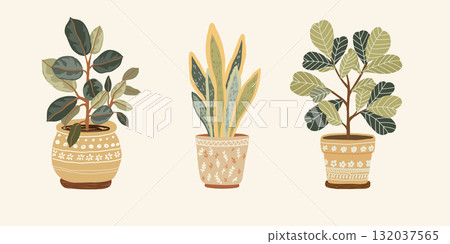 Botanical illustration of three houseplants Botanical illustration of three houseplants 132037565