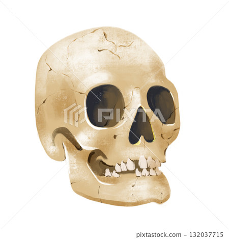 A digital PNG image featuring Halloween, Magic, and Day of the Dead. scull 132037715