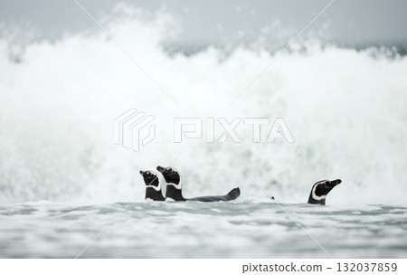 Magellanic penguins swimming in ocean waves Magellanic penguins swimming in ocean waves 132037859