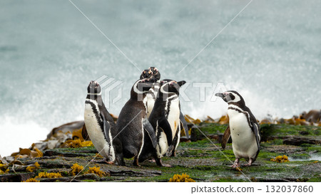 Magellanic penguins on a rocky shore, Falkland Islands Magellanic penguins on a rocky shore, Falkland Islands 132037860