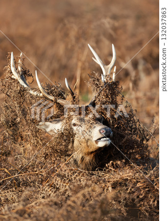 Portrait of a majestic red deer stag with bracken on antlers during the rut in autumn Portrait of a majestic red deer stag with bracken on antlers during the rut in autumn 132037863