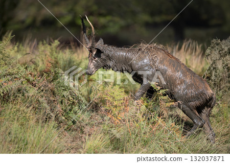 Young red deer stag walking in ferns with body and antlers heavily coated in mud Young red deer stag walking in ferns with body and antlers heavily coated in mud 132037871