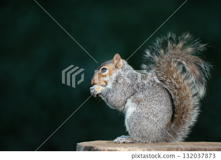Grey squirrel eating nut on a tree stump 132037873