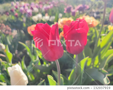 Beautiful varietal blooming tulip close up. Growing blossoming tulip flower with red pink petals on background blurred multicolored flowering flowers on sunny spring day. Sunlight. Natural background 132037919