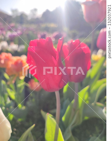 Beautiful varietal blooming tulip close up. Growing blossoming tulip flower with red pink petals on background blurred multicolored flowering flowers on sunny spring day. Sunlight. Natural background 132037921