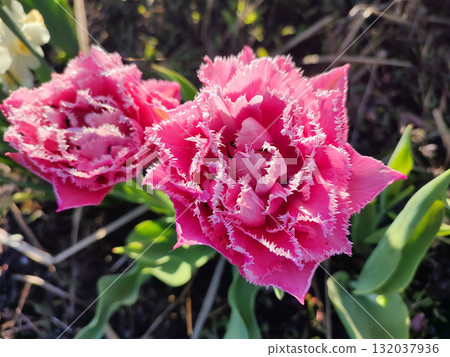 Tulip. Beautiful blooming tulip flower on petals. Blooming tulip flower with pink petal in inflorescence on sunny spring. Blooming of blossoming red tulip flower growing ground Tulip. Beautiful blooming tulip flower on petals. Blooming tulip flower with pink petal in inflorescence on sunny spring. Blooming of blossoming red tulip flower growing ground 132037936
