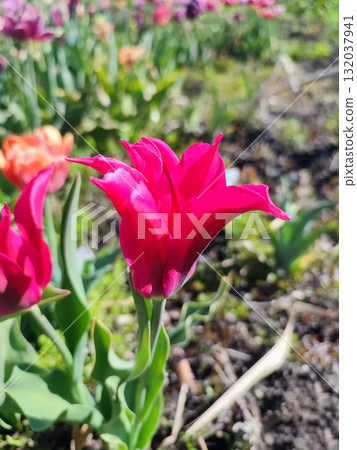 Beautiful tulip. Growing beautiful blooming red pink tulip flower on green leaves background. Varietal tulip flower close-up. Multicolored flowering flower, sunny spring day. Nature Natural background 132037941