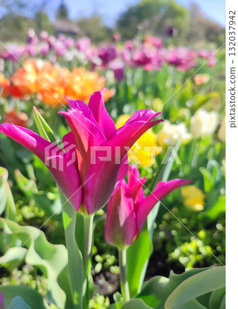 Beautiful varietal blooming tulip close up. Growing blossoming tulip flower with red pink petals on background of blurred multicolored flowering flowers on sunny spring day. Nature. Natural background 132037942