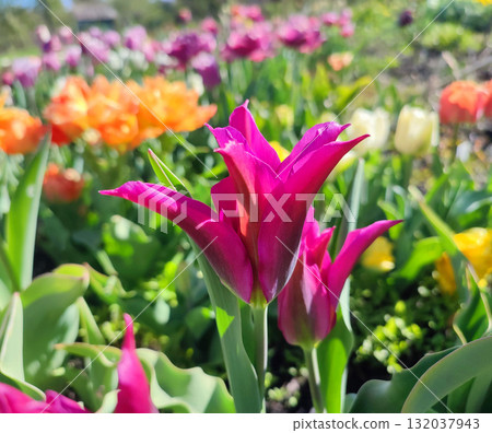 Beautiful varietal blooming tulip close up. Growing blossoming tulip flower with red pink petals on background of blurred multicolored flowering flowers on sunny spring day. Nature. Natural background 132037943