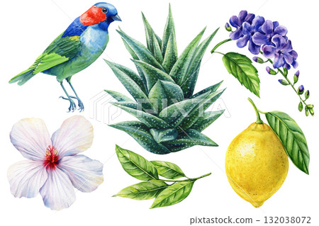 Watercolor Tropical Bird with Aloe Lemon and Hibiscus Botanical Set Exotic Plants Flowers Illustration Natural Summer Collection Watercolor Tropical Bird with Aloe Lemon and Hibiscus Botanical Set Exotic Plants Flowers Illustration Natural Summer Collection 132038072