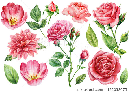 Pink roses, tulips, dahlia green leaves. Watercolor Set Botanical Illustration Elegant Garden Flowers Collection Wedding Design 132038075