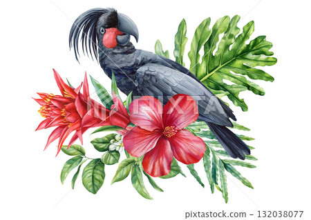 Watercolor Black Palm Cockatoo with Red Tropical Flowers and Green Leaves Exotic Parrot Botanical Illustration Jungle Bird Art Watercolor Black Palm Cockatoo with Red Tropical Flowers and Green Leaves Exotic Parrot Botanical Illustration Jungle Bird Art 132038077