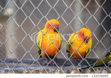 Sun conure parrots living in the cage. You should be providing your bird with enough time outside of their cage for their mental and physical development. Sun conure parrots living in the cage. You should be providing your bird with enough time outside of their cage for their mental and physical development. 132038085