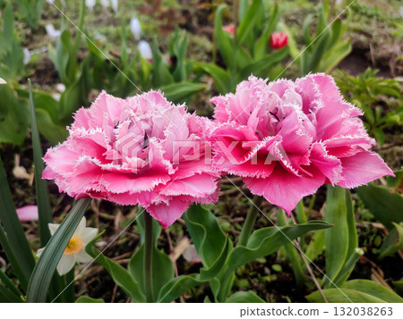 Tulip. Beautiful blooming tulip flower. Blooming tulip flower with pink petal in inflorescence on sunny spring morning. Blooming of blossoming red tulip flower growing in ground. Natural background 132038263
