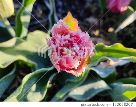 Beautiful blooming tulip close-up. Blooming tulip flower with pink petals and frost on a sunny spring morning. Blossoming blooming flower tulip growing in the ground. Petals covered with snow ice 132038267