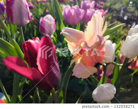 Beautiful varietal blooming tulip close up. Growing blossoming tulip flower with orange pink petals on background blurred multicolored flowering flowers on sunny spring day Sunlight Natural background 132038271