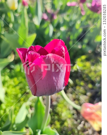 Beautiful varietal blooming tulip close up. Growing blossoming tulip flower with red pink petals on background blurred multicolored flowering flowers on sunny spring day. Sunlight Natural background 132038285