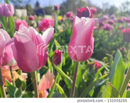 Many blooming colorful tulips flowers on sunny spring day. Varietal blooming tulips. Blooming white pink red tulips flowers and green leaves. Growing blossoming flowers. Nature. Natural background Many blooming colorful tulips flowers on sunny spring day. Varietal blooming tulips. Blooming white pink red tulips flowers and green leaves. Growing blossoming flowers. Nature. Natural background 132038288