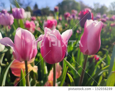 Many blooming colorful tulips flowers on sunny spring day. Varietal blooming tulips. Blooming white pink red tulips flowers and green leaves. Growing blossoming flowers. Nature. Natural background Many blooming colorful tulips flowers on sunny spring day. Varietal blooming tulips. Blooming white pink red tulips flowers and green leaves. Growing blossoming flowers. Nature. Natural background 132038289