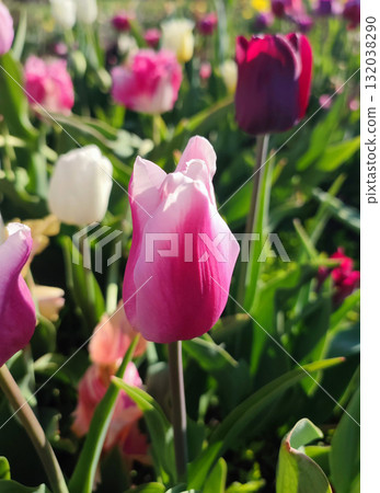 Many blooming colorful tulips flowers on sunny spring day. Varietal blooming tulips. Blooming white pink red tulips flowers and green leaves. Growing blossoming flowers. Nature. Natural background Many blooming colorful tulips flowers on sunny spring day. Varietal blooming tulips. Blooming white pink red tulips flowers and green leaves. Growing blossoming flowers. Nature. Natural background 132038290