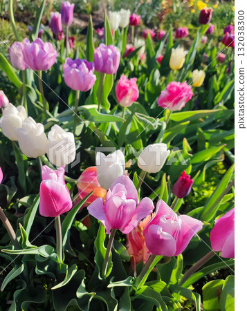Many blooming colorful tulips flowers on sunny spring day. Varietal blooming tulips. Blooming white pink red tulips flowers and green leaves. Growing blossoming flowers. Nature. Natural background 132038300