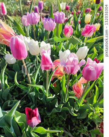 Many blooming colorful tulips flowers on sunny spring day. Varietal blooming tulips. Blooming white pink red tulips flowers and green leaves. Growing blossoming flowers. Nature. Natural background Many blooming colorful tulips flowers on sunny spring day. Varietal blooming tulips. Blooming white pink red tulips flowers and green leaves. Growing blossoming flowers. Nature. Natural background 132038304