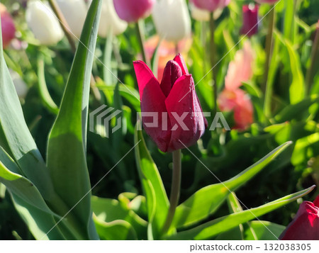 Beautiful varietal blooming tulip close up. Growing blossoming tulip flower with red pink petals on background blurred multicolored flowering flowers on sunny spring day. Sunlight Natural background Beautiful varietal blooming tulip close up. Growing blossoming tulip flower with red pink petals on background blurred multicolored flowering flowers on sunny spring day. Sunlight Natural background 132038305