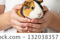 Close-up of a cute tricolor guinea pig held carefully in a person's hands. Small domestic pet and owner companionship. Animal care concept on a white background 132038357