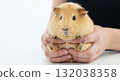 A close-up of a cute guinea pig held carefully in a person's hands. Small domestic pet on a white background with copy space for text 132038358