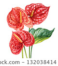 Red Anthurium Flowers with Green Leaves Tropical Botanical Illustration Exotic Floral Art for Home Decor and Design Projects 132038414