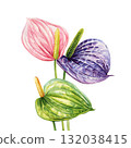Watercolor Anthurium Flowers Pink Purple and Green Botanical Tropical Illustration Elegant Exotic Plants for Summer Floral Design 132038415