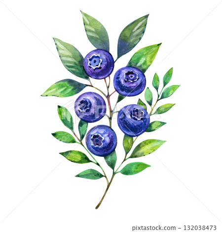 Watercolor hand painted blueberry isolated on a white background, blueberry branch with leaves in watercolor style 132038473
