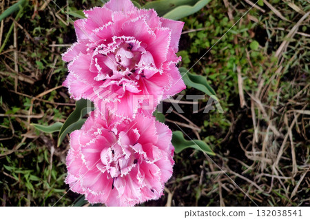 Tulip. Beautiful blooming tulip flower. Blooming tulip flower with pink petal in inflorescence on sunny spring morning. Blooming of blossoming red tulip flower growing in ground. Natural background Tulip. Beautiful blooming tulip flower. Blooming tulip flower with pink petal in inflorescence on sunny spring morning. Blooming of blossoming red tulip flower growing in ground. Natural background 132038541